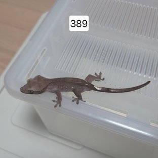 아잔틱