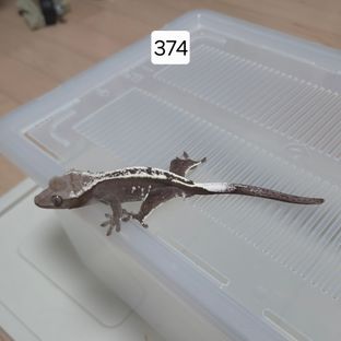 아잔틱