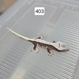 릴잔틱 아잔틱