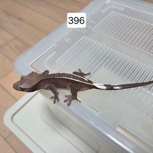 아잔틱 핀스트라이프