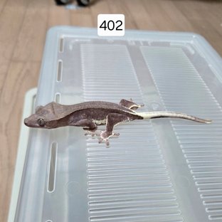 릴잔틱 아잔틱 팬텀