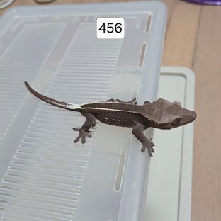 456