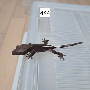 아잔틱 핀스트라이프