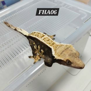 FHA06