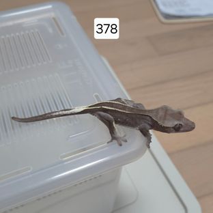 아잔틱 핀스트라이프