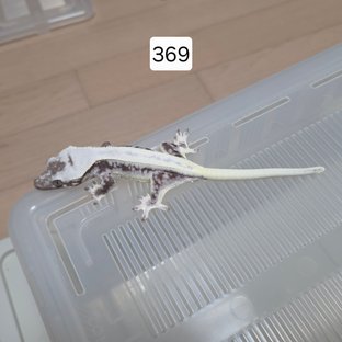 릴잔틱