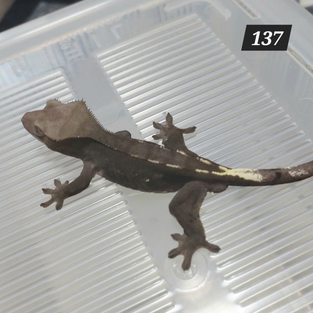 아잔틱