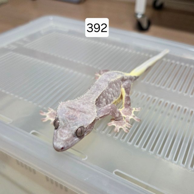 릴잔틱 팬텀 아잔틱