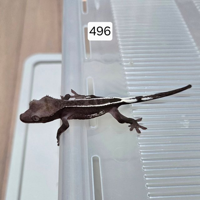 아잔틱 핀스트라이프 쿼드