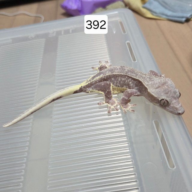 릴잔틱 팬텀 아잔틱