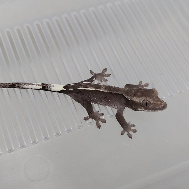 아잔틱