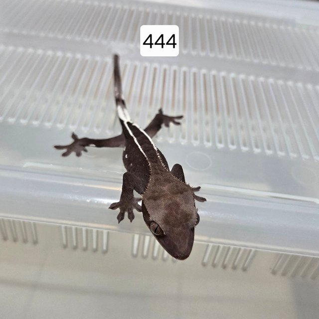 아잔틱 핀스트라이프