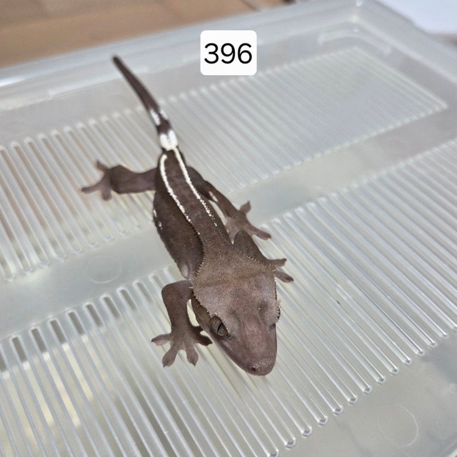 아잔틱 핀스트라이프