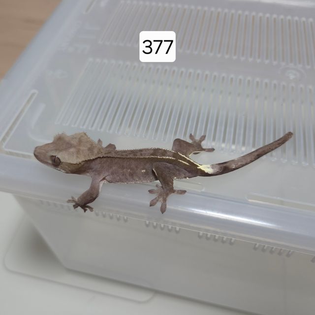 아잔틱