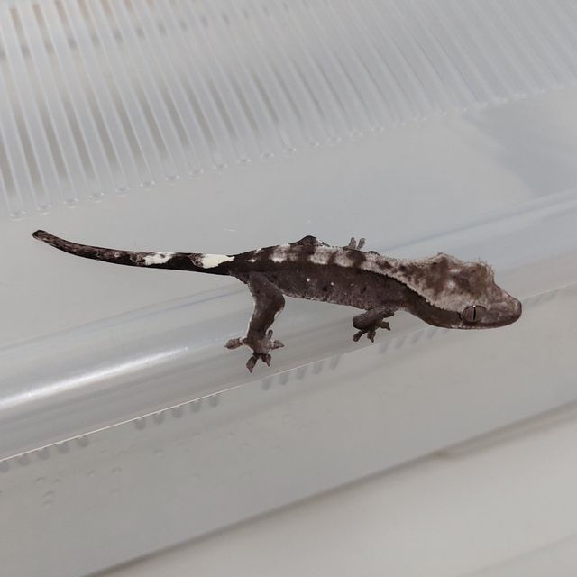 아잔틱
