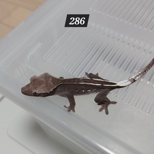 아잔틱 핀스트라이프
