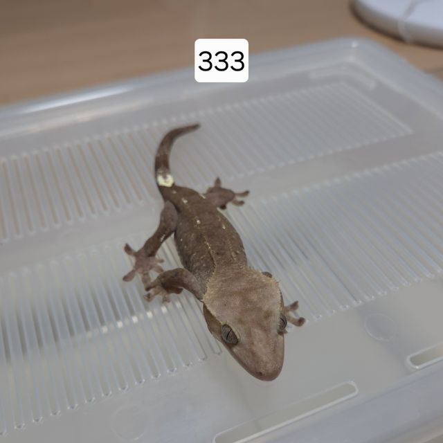 아잔틱