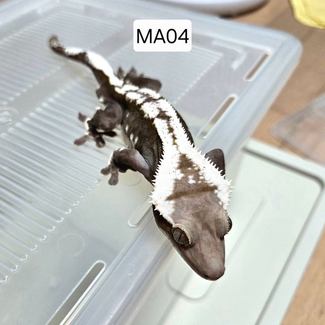 아잔틱 화이트핀