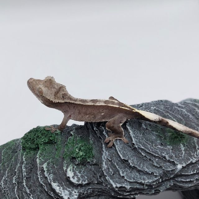아잔틱