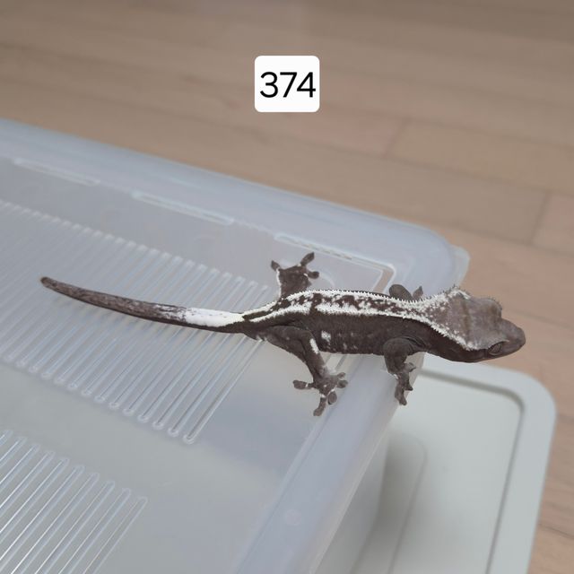아잔틱