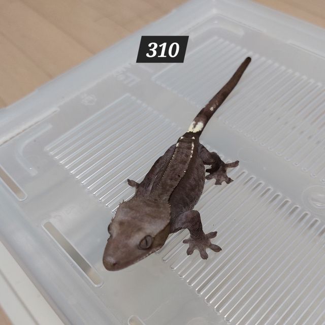 아잔틱