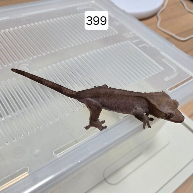 아잔틱 팬텀 패턴리스