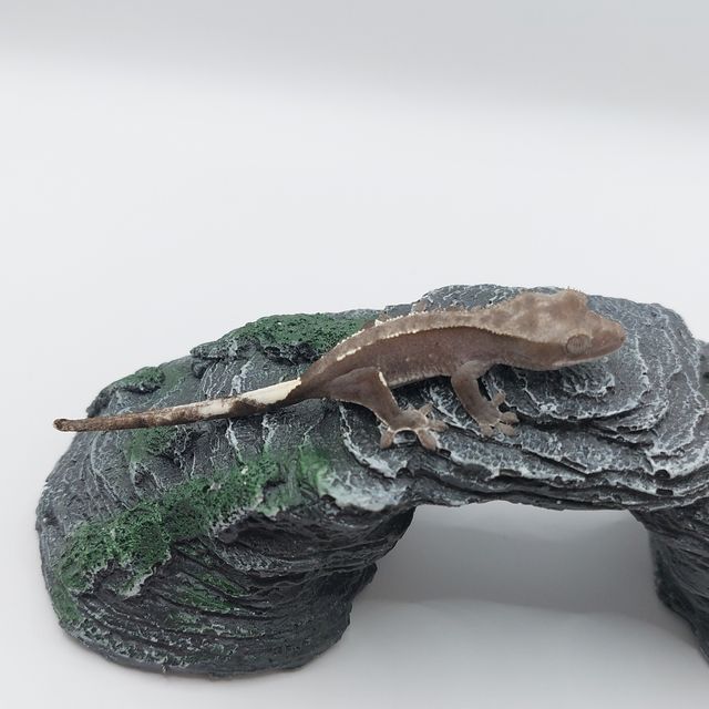 아잔틱