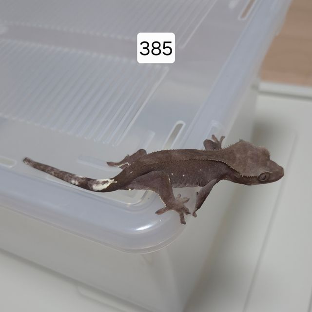 아잔틱 팬텀