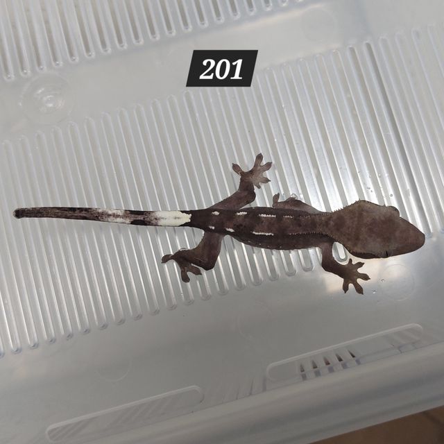 아잔틱
