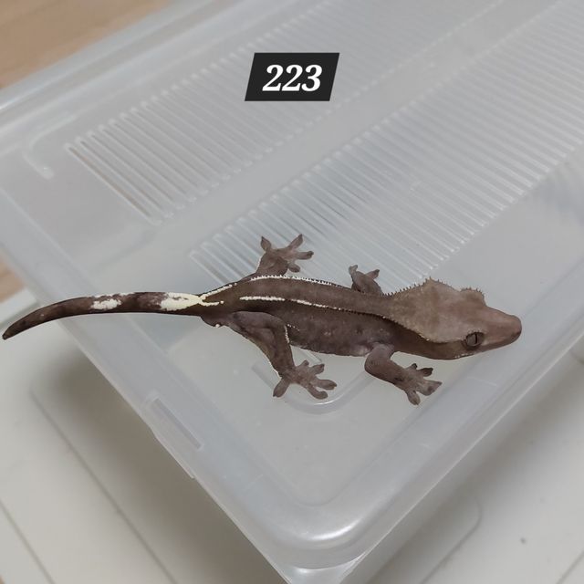 아잔틱
