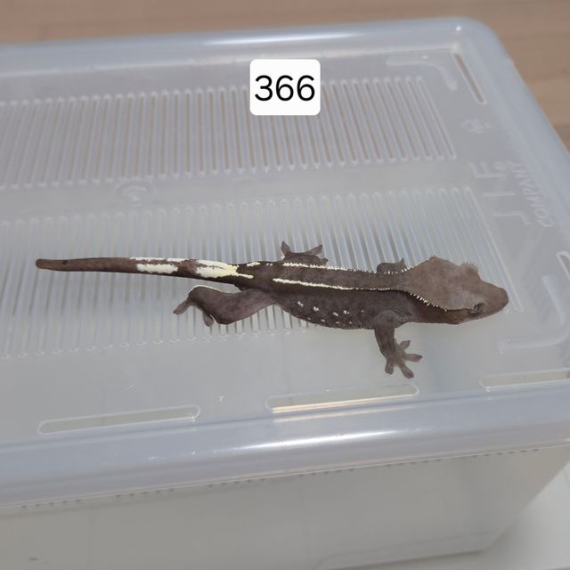 아잔틱