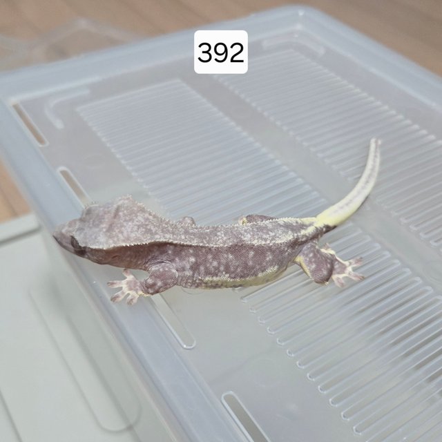 릴잔틱 팬텀 아잔틱