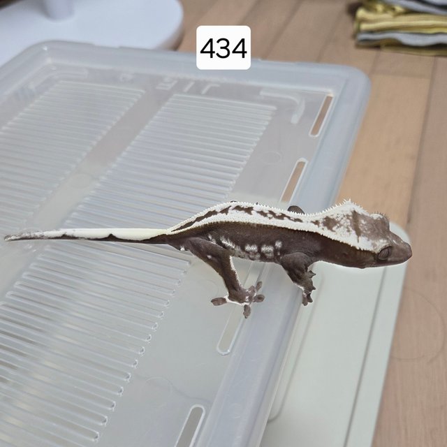 아잔틱 풀핀 화이트크라운 쿼드