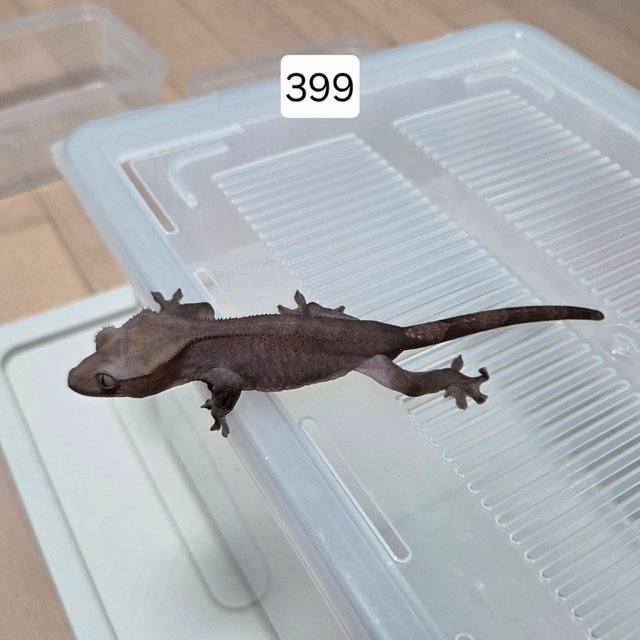 아잔틱 팬텀 패턴리스