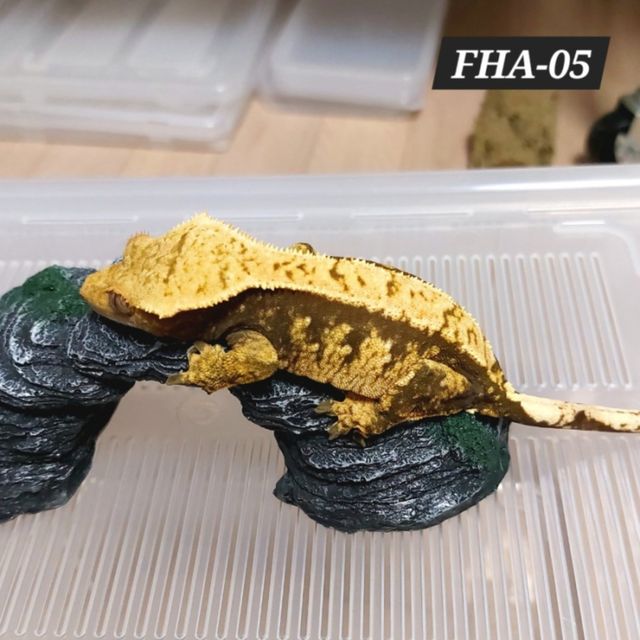100%헷아잔틱