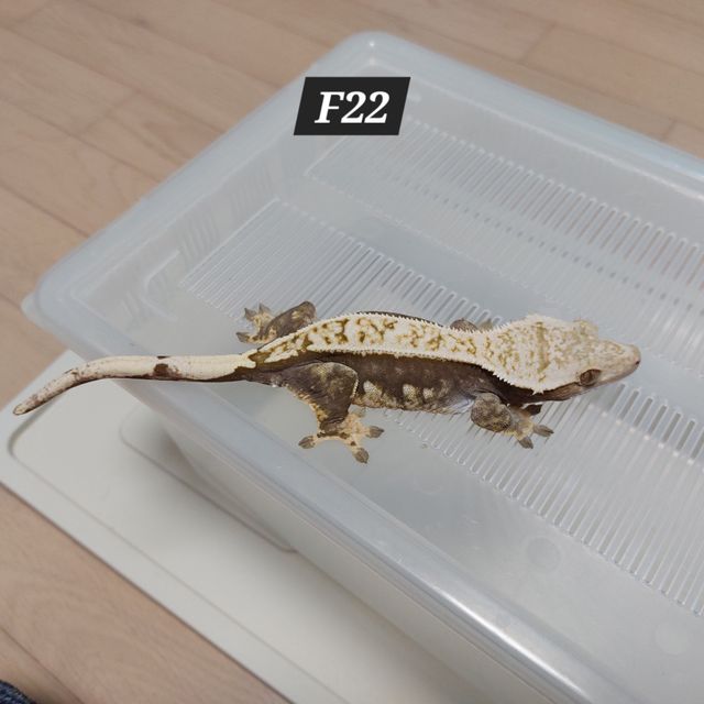 노멀 핀스트라이프