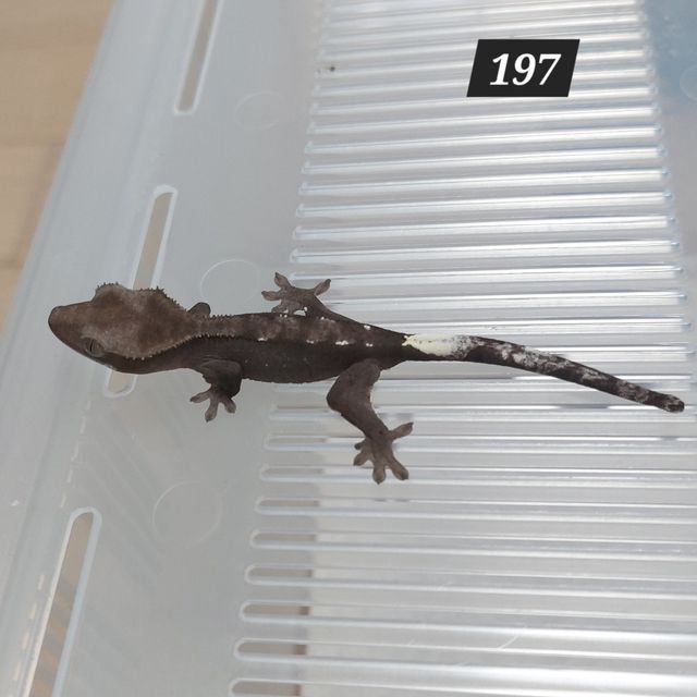 아잔틱