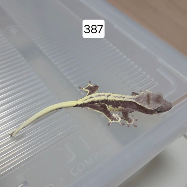 릴잔틱