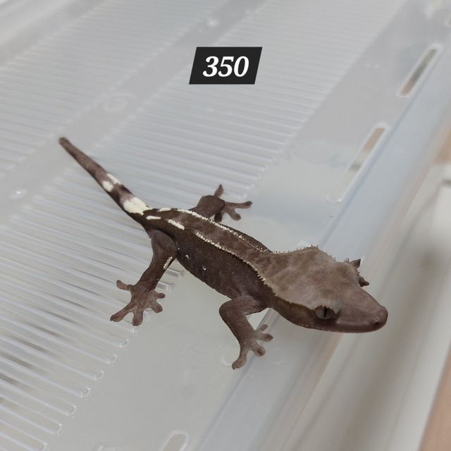 아잔틱