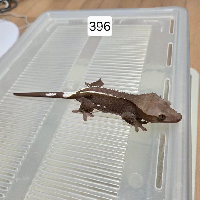 아잔틱 핀스트라이프