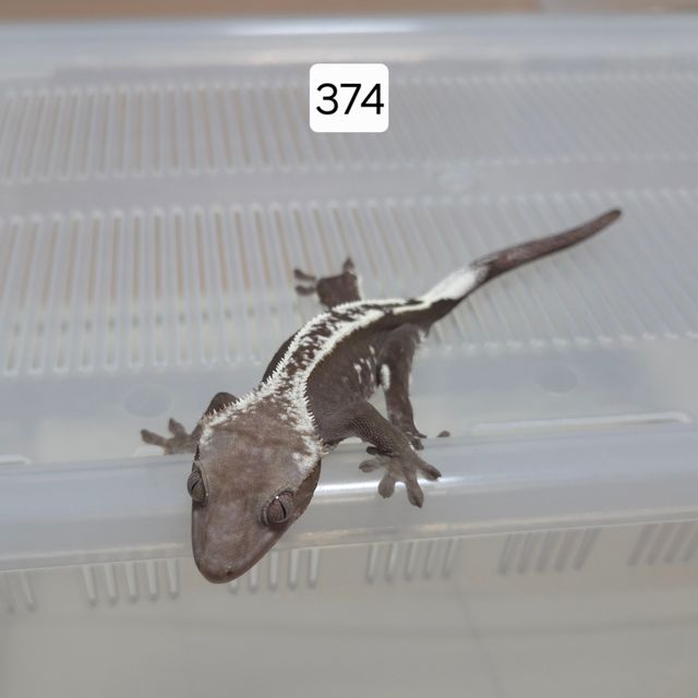 아잔틱