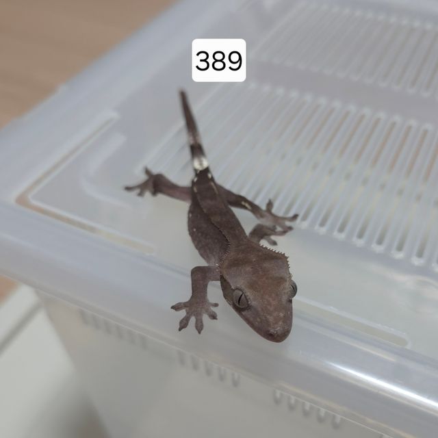아잔틱