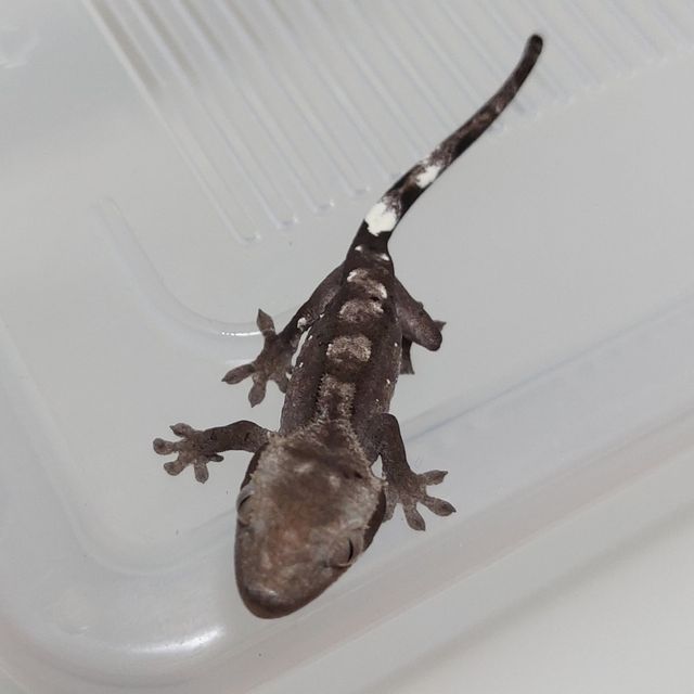 아잔틱