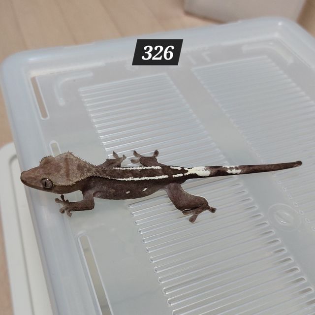 아잔틱