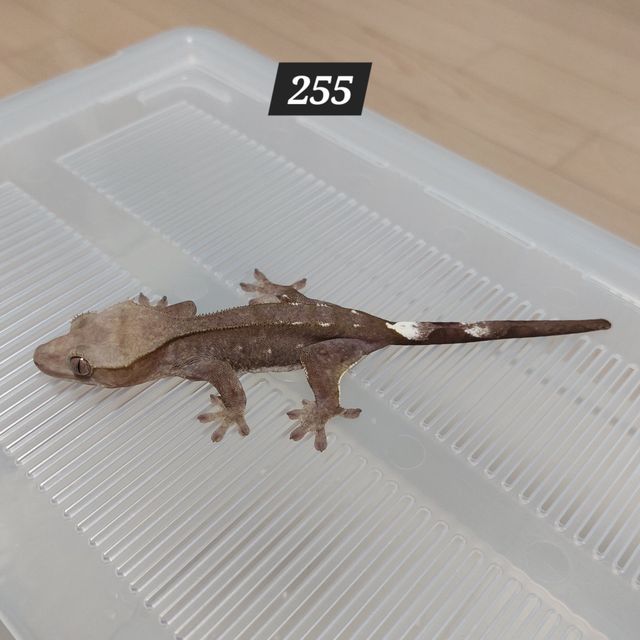 아잔틱
