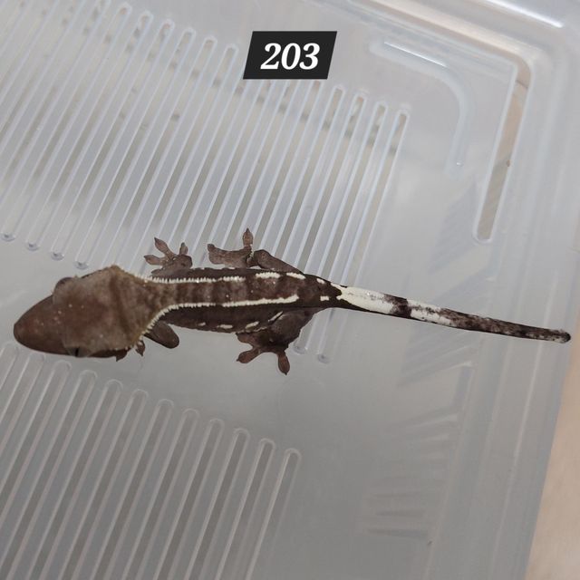 아잔틱