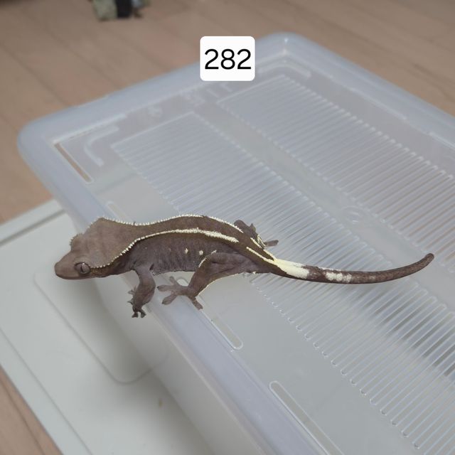 아잔틱