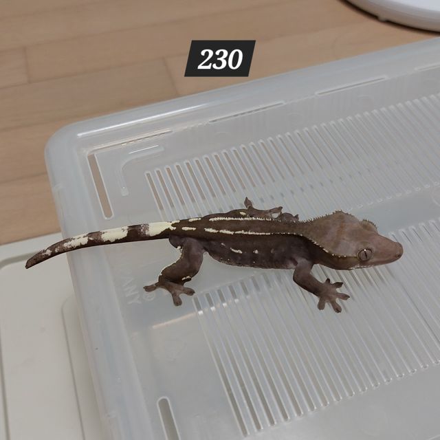아잔틱