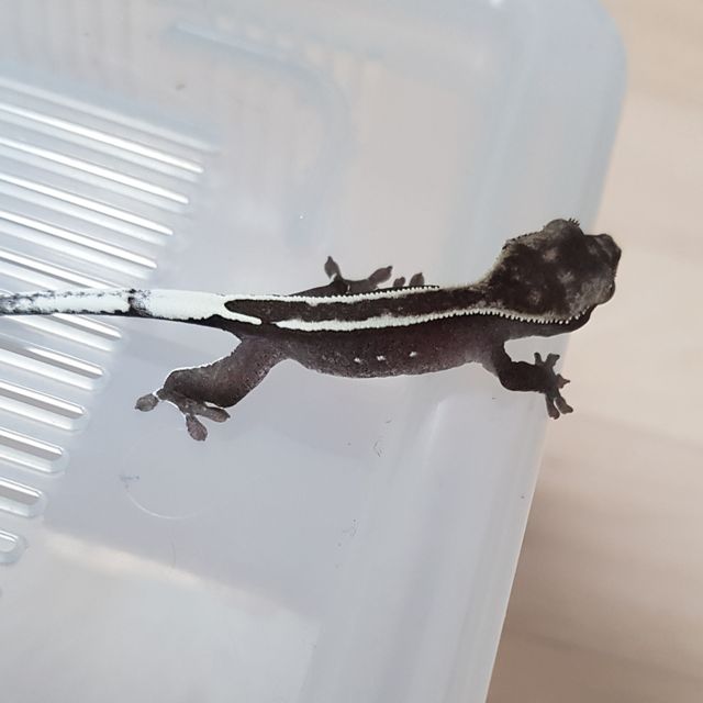 아잔틱 핀스트라이프