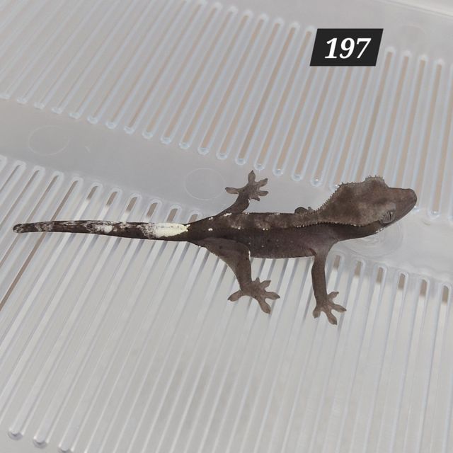 아잔틱